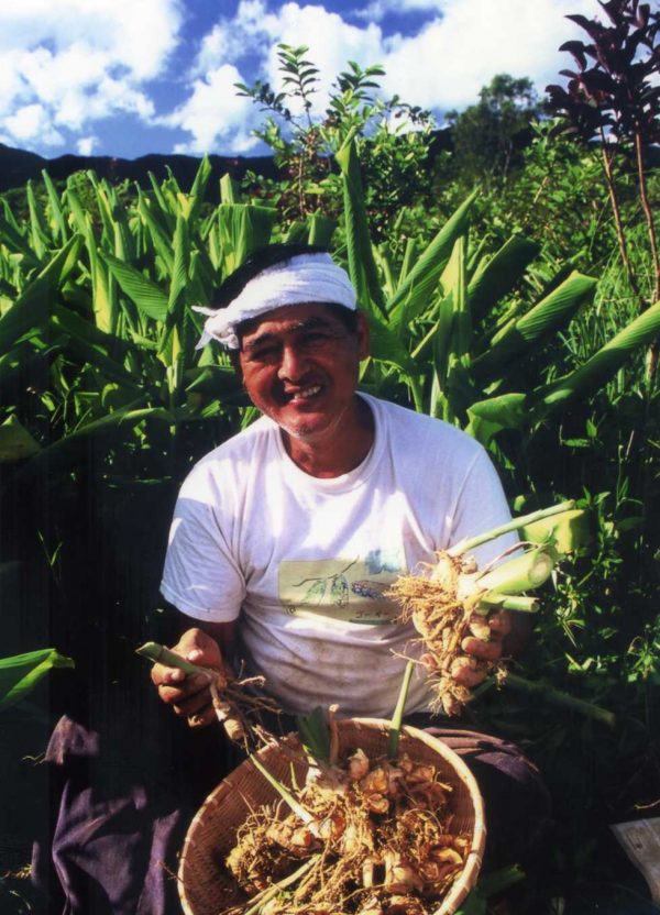 Premium gurkemeje kosttilskud fra Okinawa • Japan 100% naturlig og fermenteret gurkemeje